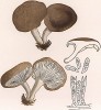 Вёшенка бурая, Pleurotus fuscus (Batt.) Bres. (лат.). Дж.Бресадола, Funghi mangerecci e velenosi, т.I, л.74. Тренто, 1933