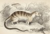 Животное из семейства виверровые hemigalea zebra (лат.) (лист 9 тома I "Библиотеки натуралиста" Вильяма Жардина, изданного в Эдинбурге в 1842 году)