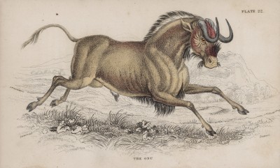 Великолепная антилопа гну (Catoblepas Gnu (лат.)) (лист 22 тома X "Библиотеки натуралиста" Вильяма Жардина, изданного в Эдинбурге в 1843 году)