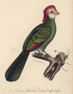 Краснохохолковый турако (лист из альбома литографий "Галерея птиц... королевского сада", изданного в Париже в 1822 году)