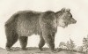 Бурый медведь (лист из La ménagerie du muséum national d'histoire naturelle ou description et histoire des animaux... -- знаменитой в эпоху Наполеона работы по натуральной истории)