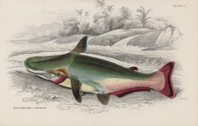 Агениосус голый (Hypothalmus dawalla (лат.)) (лист 9 XXXIX тома "Библиотеки натуралиста" Вильяма Жардина, изданного в Эдинбурге в 1860 году)