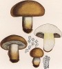 Леписта, или рядовка лиловоногая, Tricholoma goniospermum Bres. (лат.), вкусный съедобный гриб. Дж.Бресадола, Funghi mangerecci e velenosi, т.I, л.42. Тренто, 1933