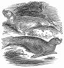 Южный морской котик и морской слон -- ближайшие родственники, принадлежащие отряду ластоногих, обнаруженные английским моряком-полярником Сэром Джеймсом Кларком Россом (1800 -- 1862г. ) (The Illustrated London News №95 от 24/02/1844 г.)