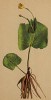 Лютик татранский (Ranunculus thora (лат.)) (из Atlas der Alpenflora. Дрезден. 1897 год. Том II. Лист 136)