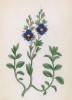 Вероника каменистая (Veronica saxatilis (лат.)) (лист 306 известной работы Йозефа Карла Вебера "Растения Альп", изданной в Мюнхене в 1872 году)
