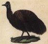 Эму чёрный (лист из альбома литографий "Галерея птиц... королевского сада", изданного в Париже в 1825 году)