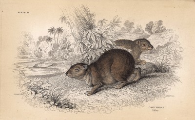Горный даман. Cape Hypax (англ.). Вильям Жардин, "Библиотека натуралиста". Эдинбург, 1840