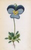 Фиалка шпорцевая (Viola calcarata (лат.)) (лист 76 известной работы Йозефа Карла Вебера "Растения Альп", изданной в Мюнхене в 1872 году)