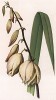 Юкка славная. Yucca gloriosa (лат.). Профессор Удеманс, Neerland's Plantentuin: Afbeeldingen en beschrijvingen van sierplanten voor tuin en kamer, л.XV. Амстердам, 1866

