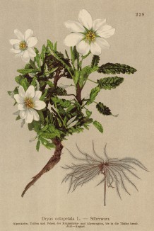 Дриада, или куропаточья трава (Dryas octopetala (лат.)) (из Atlas der Alpenflora. Дрезден. 1897 год. Том III. Лист 229)