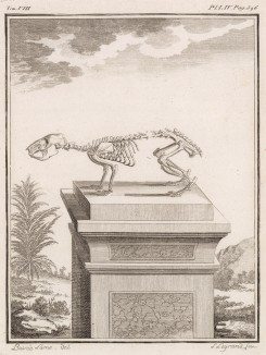 Скелет (лист LIV иллюстраций к восьмому тому знаменитой "Естественной истории" графа де Бюффона, изданному в Париже в 1758 году)