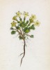 Ареция виталиана (Aretia Vitaliana (лат.)) (лист 343 известной работы Йозефа Карла Вебера "Растения Альп", изданной в Мюнхене в 1872 году)