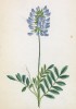 Астрагал норвежский (Astragalus norvegicus (лат.)) (лист 125 известной работы Йозефа Карла Вебера "Растения Альп", изданной в Мюнхене в 1872 году)