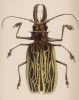 Усач-кожевник (Prionus Cervicornis (лат.)) (лист 23 XXXV тома "Библиотеки натуралиста" Вильяма Жардина, изданного в Эдинбурге в 1843 году)