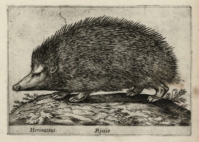 Ёжик (лист из альбома Nova raccolta de li animali piu curiosi del mondo disegnati et intagliati da Antonio Tempesta... Рим. 1651 год)