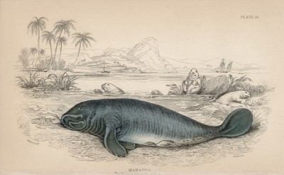 Ламантин американский (Mantus Americanus (лат.)) (лист 26 тома VI "Библиотеки натуралиста" Вильяма Жардина, изданного в Эдинбурге в 1843 году)