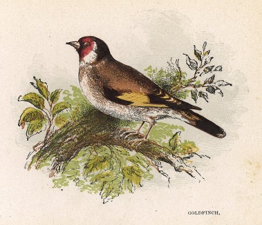 Щегол (англ. Goldfinch). Лист из издания Анны Пратт Our Native Songsters. Лондон, 1852