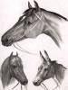 Две лошадки и мул. Лист 2 из книги The Book of animals drawn from nature, выпущенной одним из лучших художников-анималистов середины XIX века Уильямом Барро и известным литографом Томасом Фэрлендом. Лондон, 1846