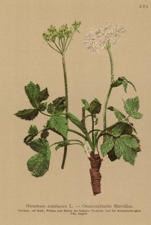 Борщевик австрийский (Heracleum austriacum (лат.)). Название Heracleum было дано этому растению Линнеем в честь Геракла (из Atlas der Alpenflora. Дрезден. 1897 год. Том III. Лист 284)