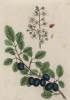 Слива домашняя (Prunus domesticus (лат.)) семейства розовые (лист 305 "Гербария" Элизабет Блеквелл, изданного в Нюрнберге в 1757 году)