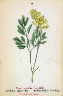 Хохлатка дымянкообразная (Corydalis capnoides (лат.)) (лист 43 известной работы Йозефа Карла Вебера "Растения Альп", изданной в Мюнхене в 1872 году)