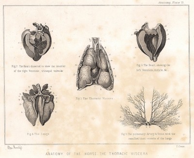 Анатомия лошади. Внутренности грудины. The Book of Field Sports and Library of Veterinary Knowledge. Лондон, 1864
