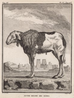 Иной баран индийский (лист LI иллюстраций к четвёртому тому знаменитой "Естественной истории" графа де Бюффона, изданному в Париже в 1753 году)