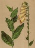 Наперстянка крупноцветная (Digitalis ambigua (лат.)) (из Atlas der Alpenflora. Дрезден. 1897 год. Том IV. Лист 378)