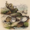 Петушок - съедобный моллюск и другие (иллюстрация к работе Ахилла Конта Musée d'histoire naturelle, изданной в Париже в 1854 году)