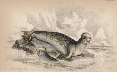 Тюлень-хохлач (Phoca Christata (лат.)) (лист 14 тома VI "Библиотеки натуралиста" Вильяма Жардина, изданного в Эдинбурге в 1843 году)