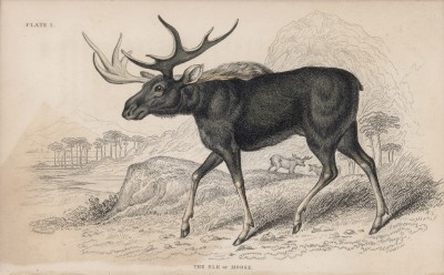 Американский лось (Alces Americanus (лат.)) (лист 5 тома XI "Библиотеки натуралиста" Вильяма Жардина, изданного в Эдинбурге в 1843 году)