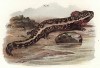 Протей Necturus lateralis (лат.) (из Naturgeschichte der Amphibien in ihren Sämmtlichen hauptformen. Вена. 1864 год)