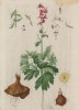 Кирказон, или аристолохия (Aristolochia (лат.) — род многолетних трав и деревянистых лиан семейства кирказоновые (Aristolochiaceae) (лист 534 "Гербария" Элизабет Блеквелл, изданного в Нюрнберге в 1760 году)