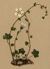Камнеломка поникшая (Saxifraga cernua (лат.)) (из Atlas der Alpenflora. Дрезден. 1897 год. Том II. Лист 180)