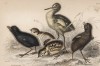 Птенцы водяной курочки, серой куропатки, кроншнепа и коростеля (лист 34 тома XXVI "Библиотеки натуралиста" Вильяма Жардина, изданного в Эдинбурге в 1842 году)