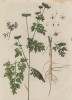 Омеч (Cicuta minor (лат.)) -- растение из семейства зонтичные (лист 517 "Гербария" Элизабет Блеквелл, изданного в Нюрнберге в 1760 году)