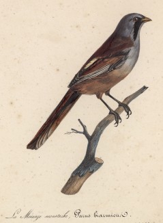 Воробей камышовый (Parus biarmicus (лат.)) (лист из альбома литографий "Галерея птиц... королевского сада", изданного в Париже в 1822 году)