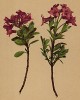 Рододендрон волосатый (Rhododendron hirsutum (лат.)) (из Atlas der Alpenflora. Дрезден. 1897 год. Том III. Лист 293)