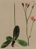 Скерда розовая (Crepis incarnata (лат.)) (из Atlas der Alpenflora. Дрезден. 1897 год. Том V. Лист 490)