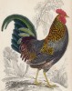 Серый джунглевый петух (Gallus Sonneratii (лат.)) (лист 11 тома XX "Библиотеки натуралиста" Вильяма Жардина, изданного в Эдинбурге в 1834 году)