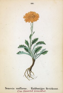 Крестовник одноцветковый (Senecio uniflorus (лат.)) (лист 235 известной работы Йозефа Карла Вебера "Растения Альп", изданной в Мюнхене в 1872 году)