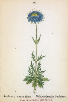 Скабиоза душистая (Scabiosa suaveolens (лат.)) (лист 195 известной работы Йозефа Карла Вебера "Растения Альп", изданной в Мюнхене в 1872 году)