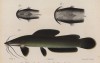 Сенегальский кошачий сом (Heterobranchus isopterus (1)) и исчезнувший вид Heterobranchus macronema (2) (лат.) (лист XXII великолепной работы Memoire sur les poissons de la côte de Guinée, изданной в Голландии в 1863 году)