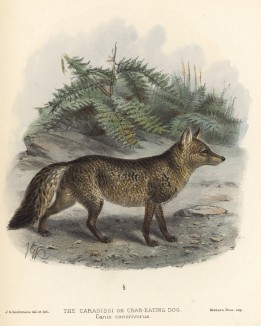 Собака-крабоед, или карасисси (лист XV иллюстраций к известной работе Джорджа Миварта "Семейство волчьих". Лондон. 1890 год)