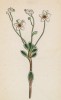 Камнеломка метельчатая (вечно живая) (Saxifraga aizoon (лат.)) (лист 161 известной работы Йозефа Карла Вебера "Растения Альп", изданной в Мюнхене в 1872 году)