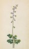Василистник альпийский (Thalictrum alpinum (лат.)) (лист 2 известной работы Йозефа Карла Вебера "Растения Альп", изданной в Мюнхене в 1872 году)