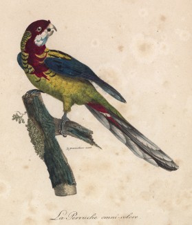 Разноцветный попугайчик (лист из альбома литографий "Галерея птиц... королевского сада", изданного в Париже в 1822 году)