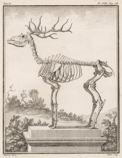 Скелет оленя (лист XVIII иллюстраций к шестому тому знаменитой "Естественной истории" графа де Бюффона, изданному в Париже в 1756 году)