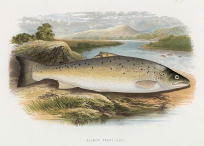 Горная форель (иллюстрация к "Пресноводным рыбам Британии" -- одной из красивейших работ 70-х гг. XIX века, выполненных в технике хромолитографии)